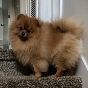 Meet your Posher, Nola